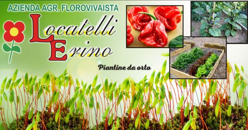 offerta piantine da orto Bergamo - occasione piantine da trapianto Ambivere