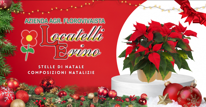 Offerta composizioni natalizie floreali a Bergamo - occasione composizioni e stelle di Natale Ambivere