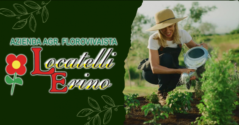 Offerta vendita sementi e piantine da orto Ambivere Bergamo