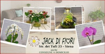  offerta piante e composizioni floreali autunnali per arredo casa siena jack di fiori