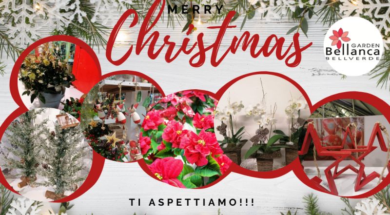 Occasione vivaio con decorazioni natalizie e Pordenone – offerta piante e decori par natale a Pordenone