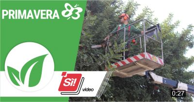 primavera 83 offerta servizio grandi potature cestello telescopico alberi ad alto fusto