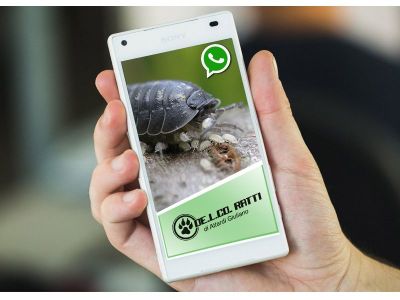 promozione insetti offerta rende occasione applicazione whatsapp cosenza