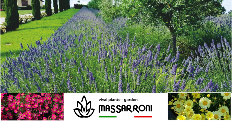offerta manutenzione giardini pubblici perugia - occasione vendita fiori e piante ponte san giovanni