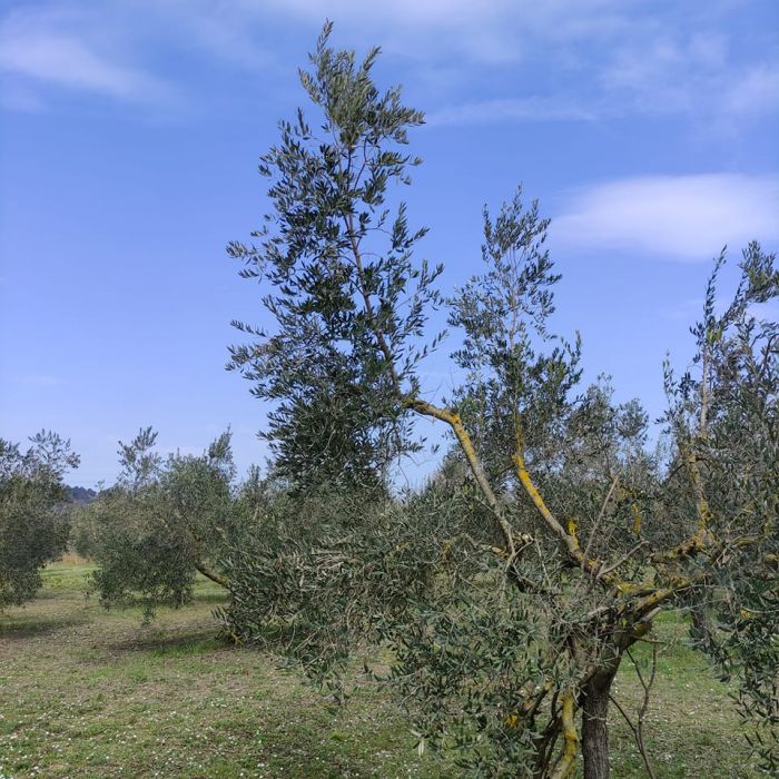 FRANCESCO Fano foto 1
