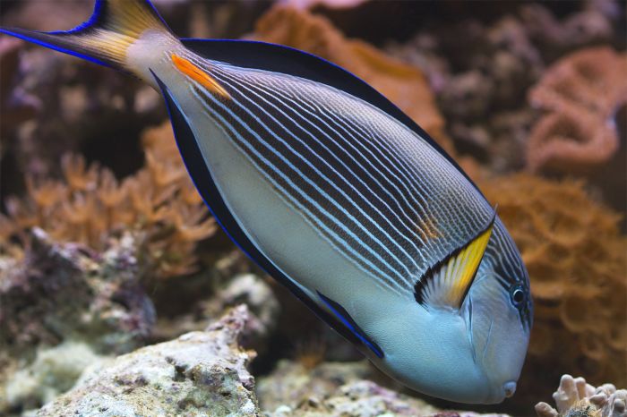CILIO Corridonia foto 4