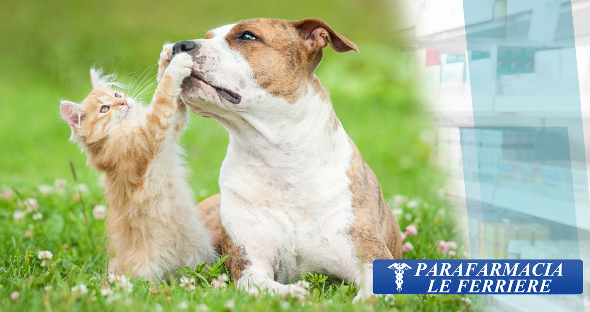 Prodotti e medicinali veterinari a Imperia: cura e benessere per i tuoi animali domestici Prodotti e medicinali veterinari a Imperia: cura e benessere per i tuoi animali domestici